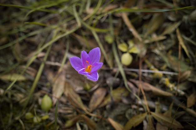 Macro crocus flower in forest