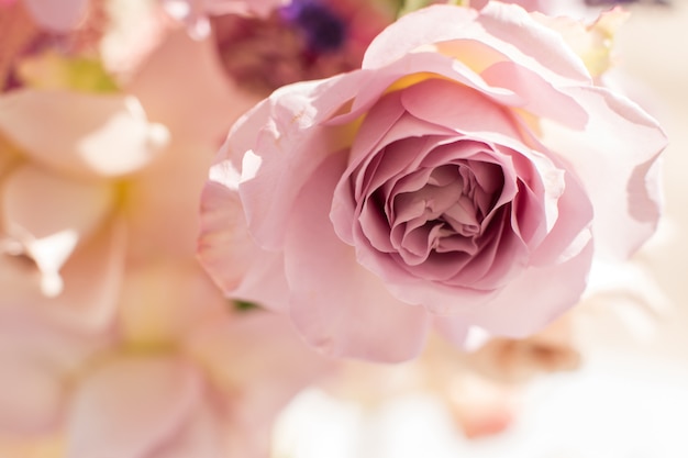 Macro delicate fresh pink rose  flower. Wedding fresh flowers decoration