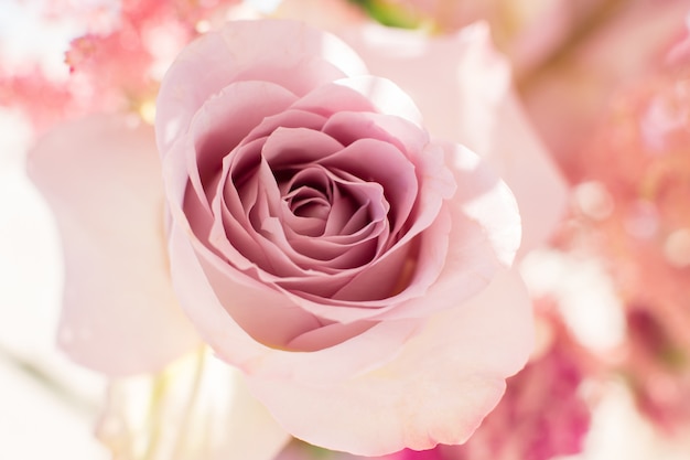 Macro delicate fresh pink rose flower