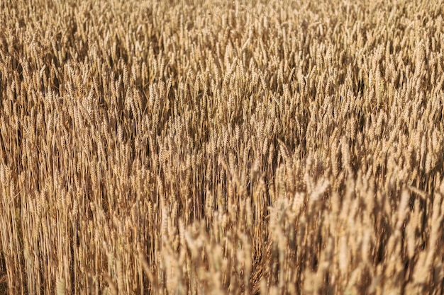 Macro Detail of Organic Barley Spikes with Small Snail