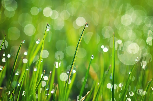 Macro of dew. Composition of nature.