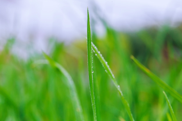 Macro of dew. Composition of nature.