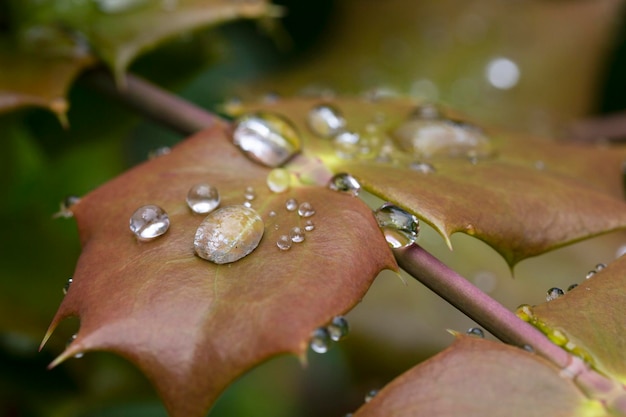 Macro dew drops on a brown leaf of Aquifoliaceae Organic background healthy concept ecofriendly