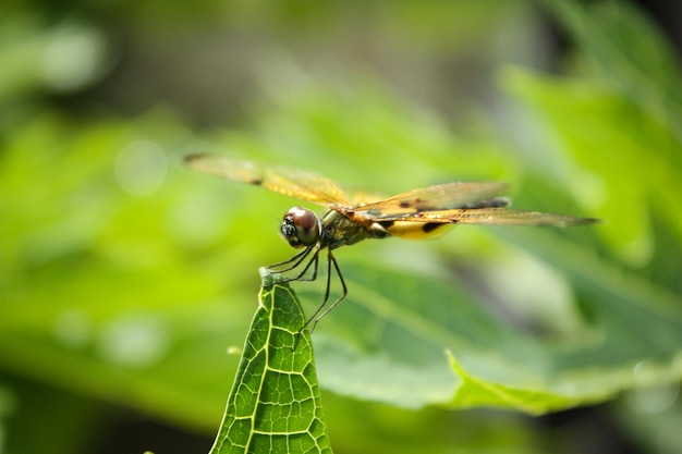 Macro of a dragonfly Odonata on a green leaf