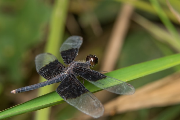 Macro dragonfly on the plant