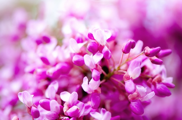 Macro of eastern redbud tree's. Blooming Judas tree.