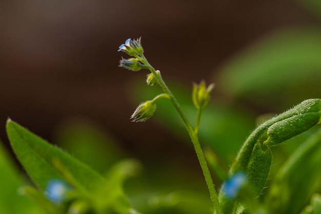 Macro field flowers blue with green leaves