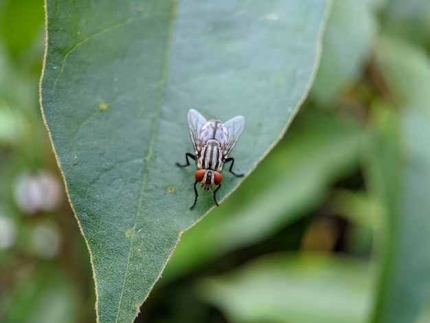 Macro of flies insect on green leaf