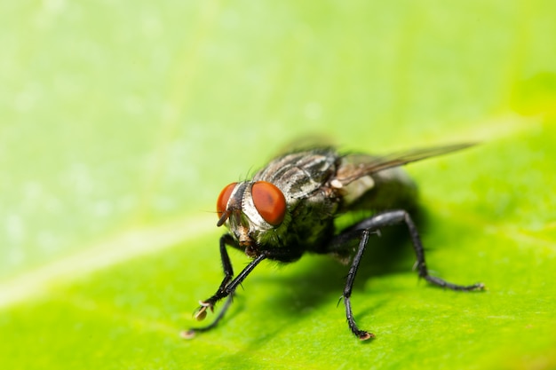 Macro flies on the leaf