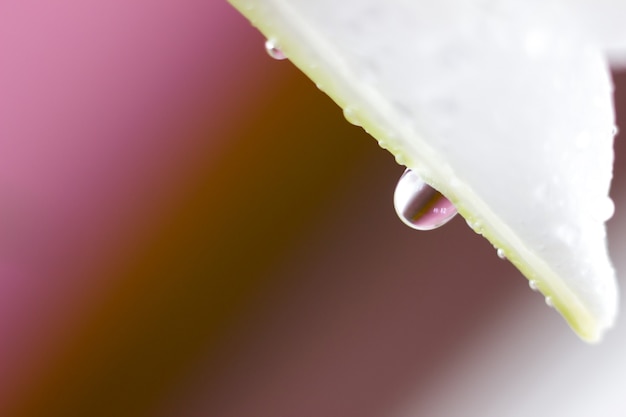 Photo macro flower blossom with water droplet. abstract nature blurred background. beautiful macro shot with tender wet blossom. high quality photo