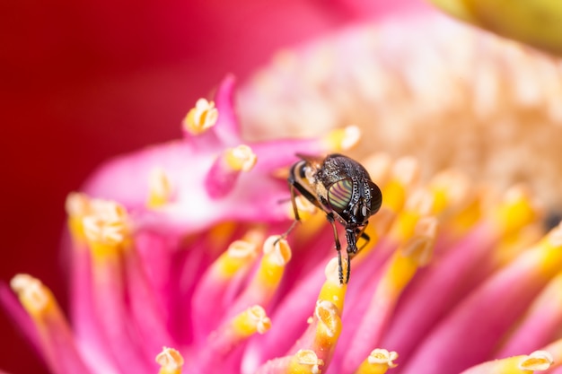 Macro flower flies