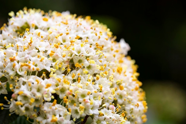 Macro flowers of Viburnum rhytidophyllum leatherleaf viburnum An inflorescence of small beautiful white flowers on a branch selective focus Spring flower background