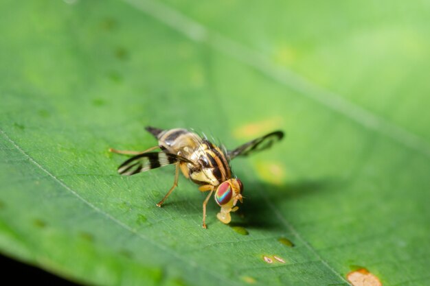 Macro fly fruit on leaf