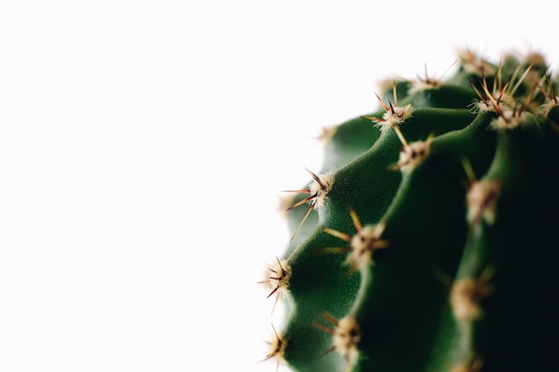 Macro of green cactus prickly needles