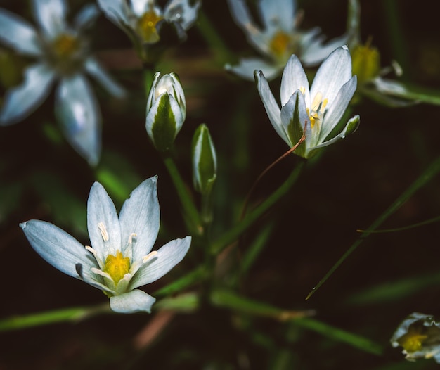 A macro of a group of spontaneous white flowers near a wood