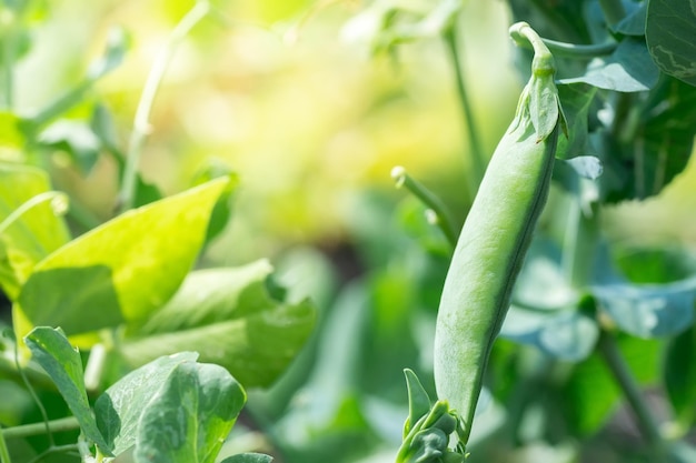 Macro of growing peas in the field Ripe fresh green peas in organic farm Green peas hanging in plant