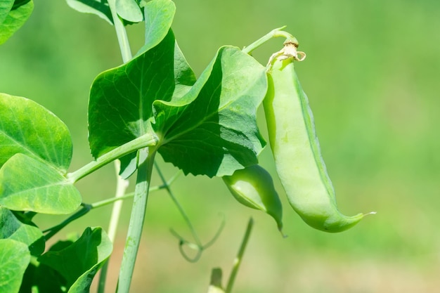 Macro of growing peas in the field Ripe fresh green peas in organic farm Green peas hanging in plantx9