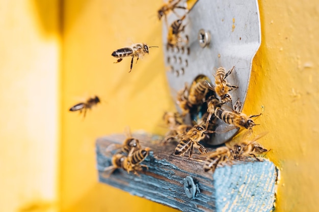 Macro of honeybees in flight carrying pollen to a beehive