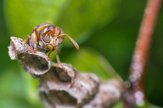 Macro of Hymenoptera on the nest in nature