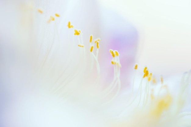 Macro image of beautiful cactus flower, selective focus.