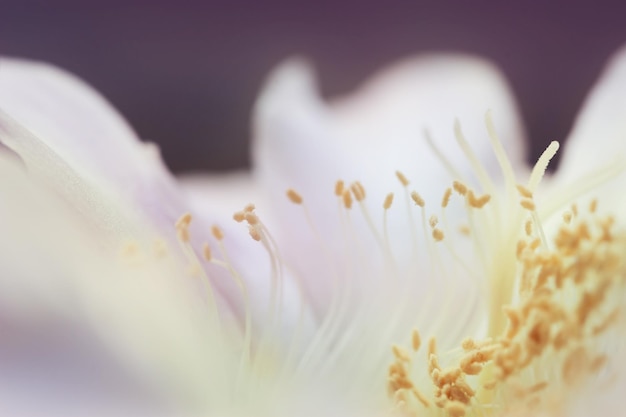 Macro image of beautiful cactus flower. Small depth of field.