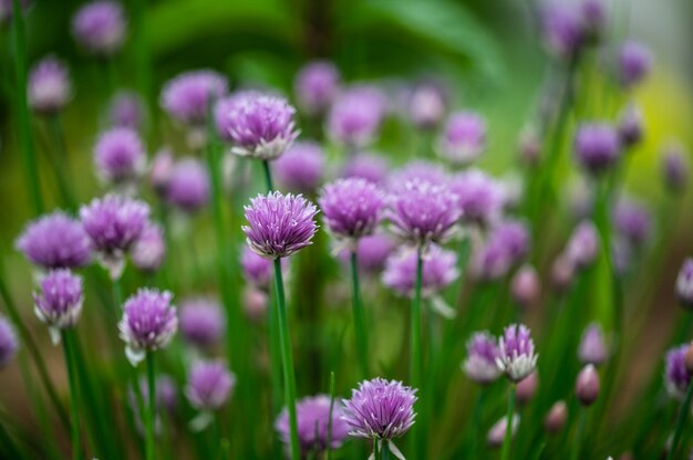 Photo macro image of beautiful purple blossoms of chives blooming in spring.