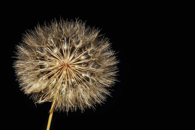 Macro image of fluffy dandelion with texture on dark background