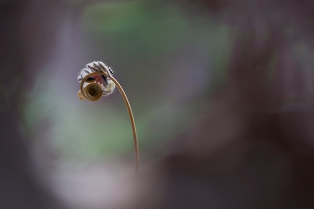 Photo macro image of jumping spider hyllus diardi female