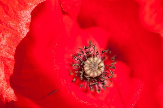 Macro image of red poppy flower, small depth of field