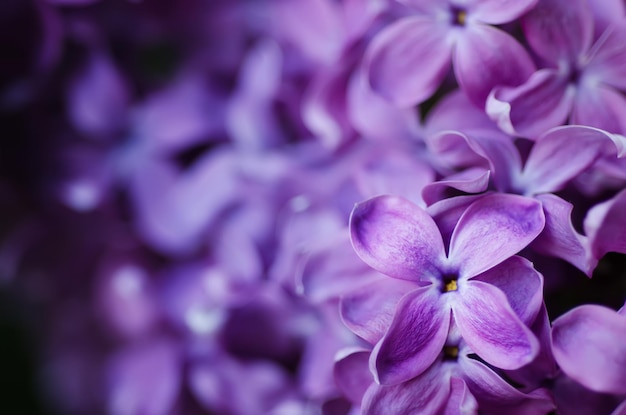 Macro image of spring lilac violet flowers abstract soft floral background