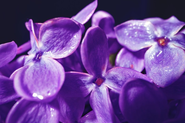 Macro image of spring lilac violet flowers