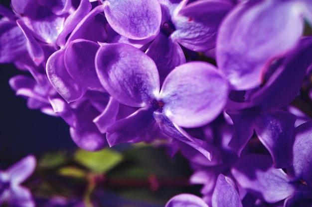 Macro image of spring lilac violet flowers