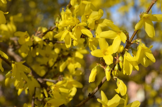 Macro image of a spring shrub in bloom branches of forsythia with yellow flowers closeup