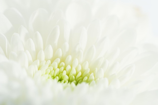 Macro image of white flower. Blurred abstract background