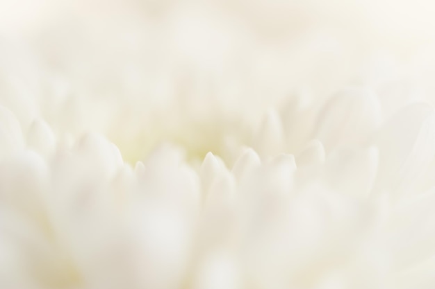 Macro image of white flower. Blurred abstract background