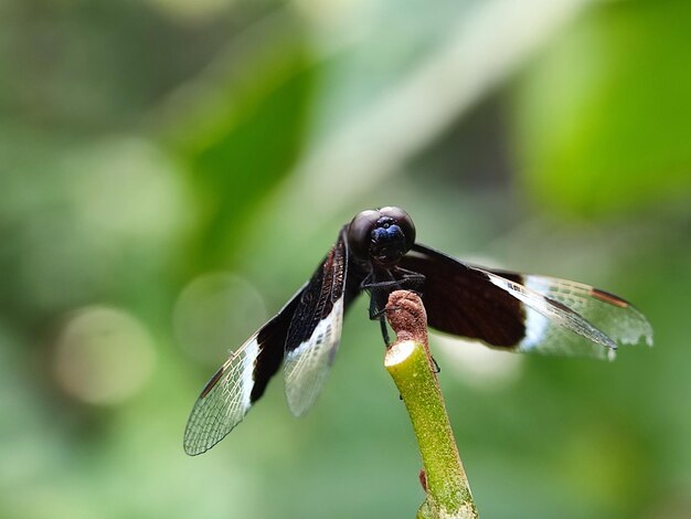 Photo macro insects