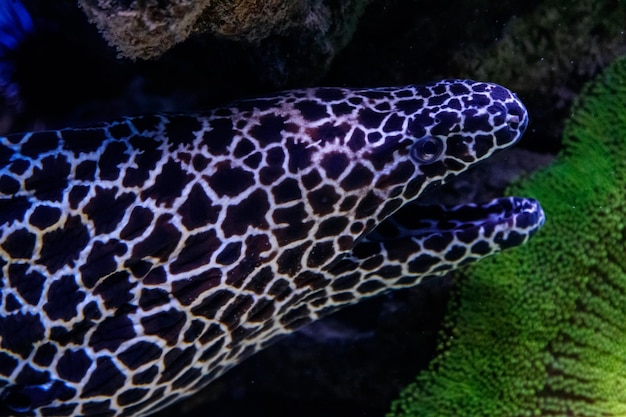 Macro laced moray Gymnothorax favagineus