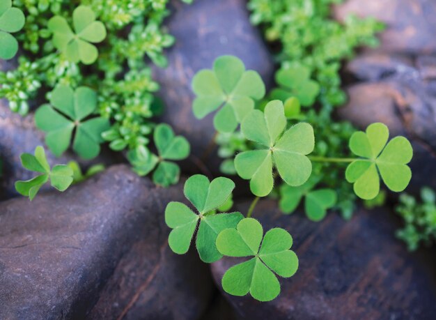 Macro leaf clover in the garden