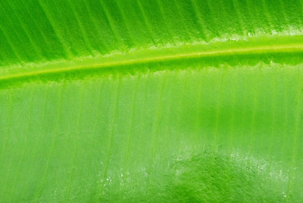 Macro of leaf texture background