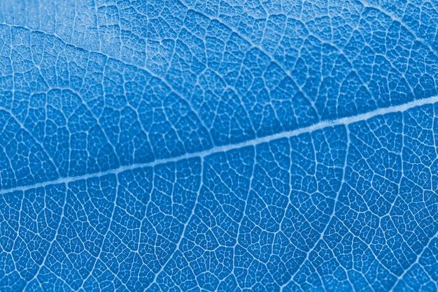 Macro leaf texture blue colorized with beautiful relief facture of plant close up macro photo