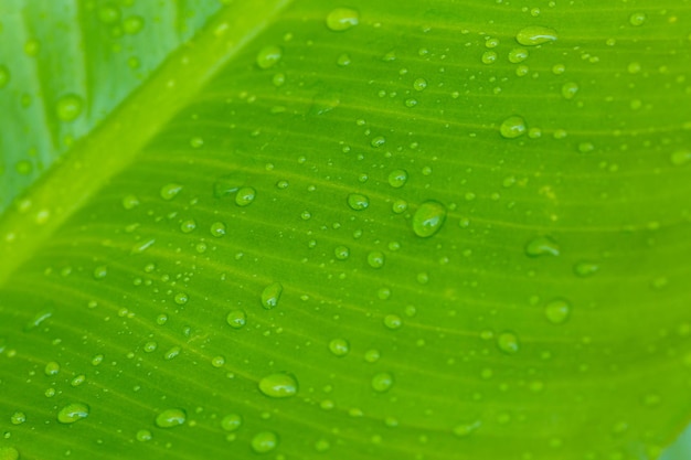 macro leaf and water dropMacro closeup of Beautiful fresh green leaf with drop of water nature