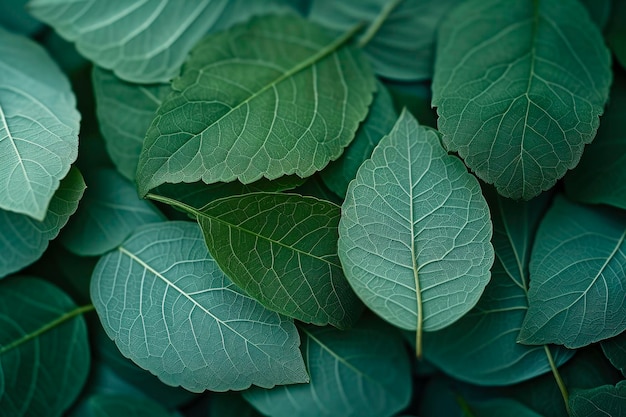 Macro leaves background