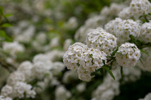 Macro Lobularia maritima flowers syn Alyssum maritimum common name sweet alyssum or sweet alison a plant typically used as groundcover