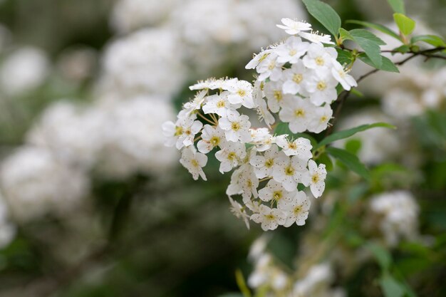 Macro Lobularia maritima flowers syn Alyssum maritimum common name sweet alyssum or sweet alison a plant typically used as groundcover