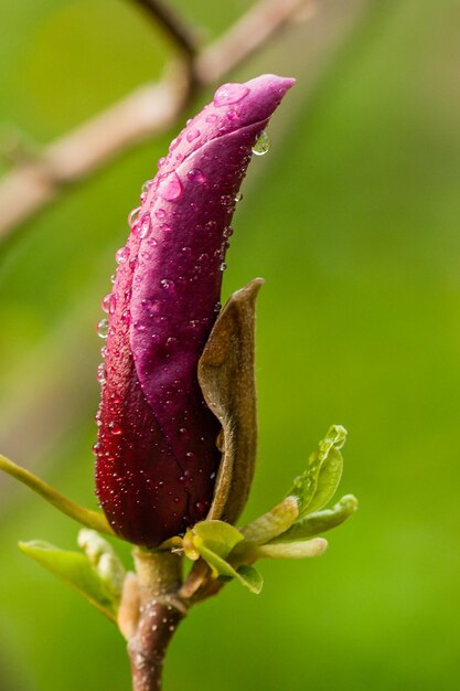 Macro Magnolia bud covered with drops