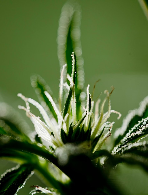 macro for marijuana flower isolated with green background