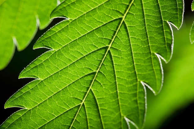 Macro marijuana leaves hemp plant black background