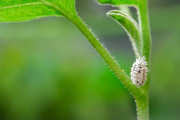 Macro of mealybug infestation growth of plant on blurred green background