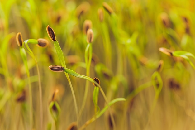 Macro microgreens background of microgreen dill sprouts green textural background of natural greens