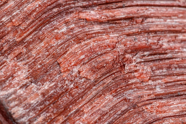 Macro mineral stone Bull eye tiger's eye in the breed on a white background